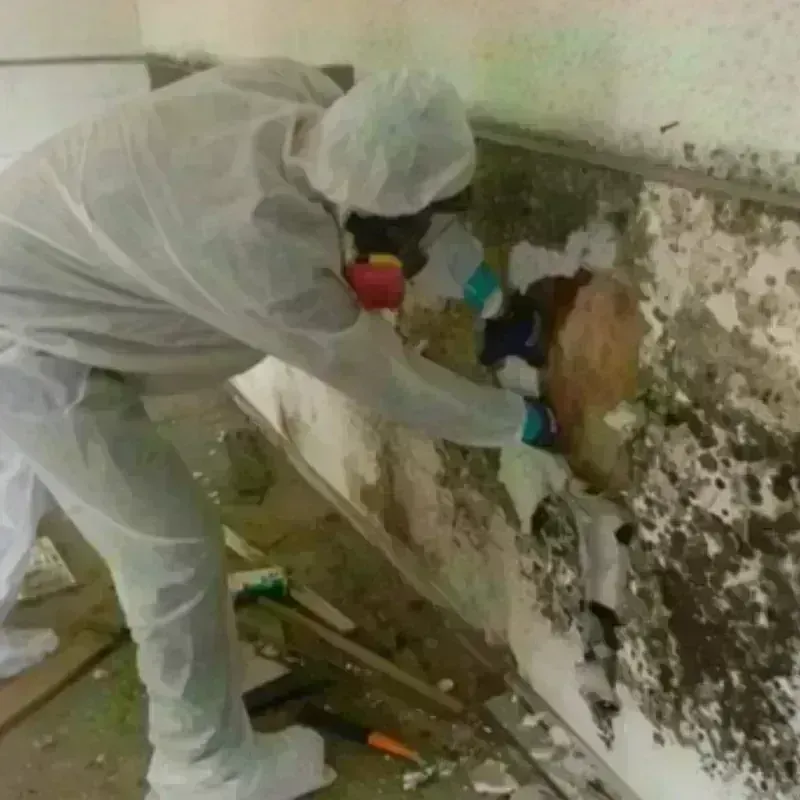 Mold Remediation and Removal in Imbery, PR